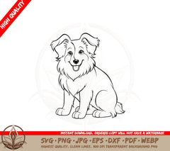 Adult Collie