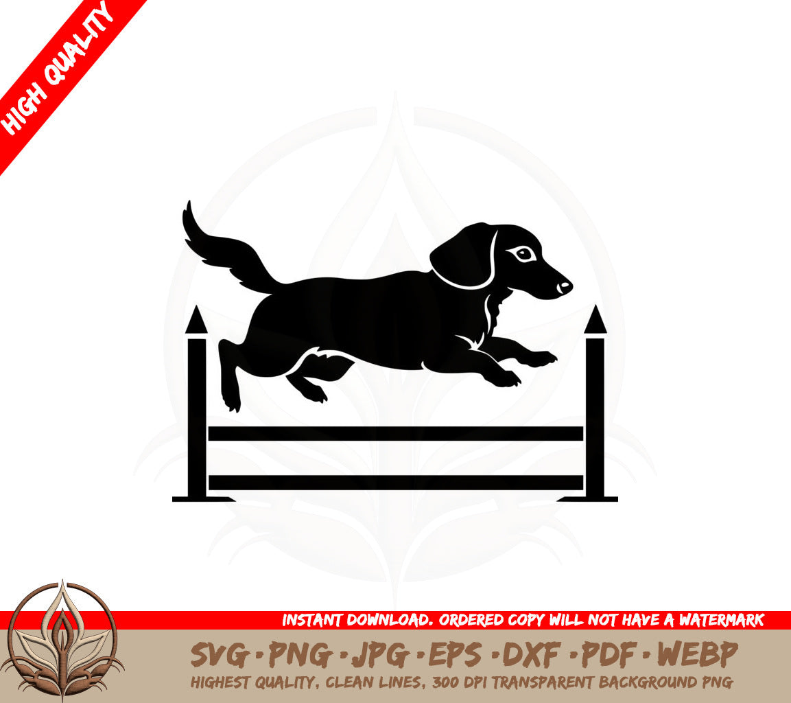Agile Dachshund
