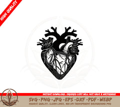 Anatomical Heart SVG PNG JPG AI PDF DXF EPS and WebP Digital Download