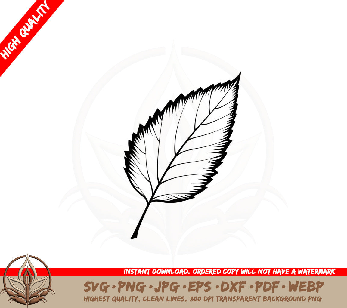 Birch Leaf SVG PNG JPG AI PDF DXF EPS and WebP - Digital Download