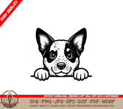 Blue Heeler Peeking Surprise SVG