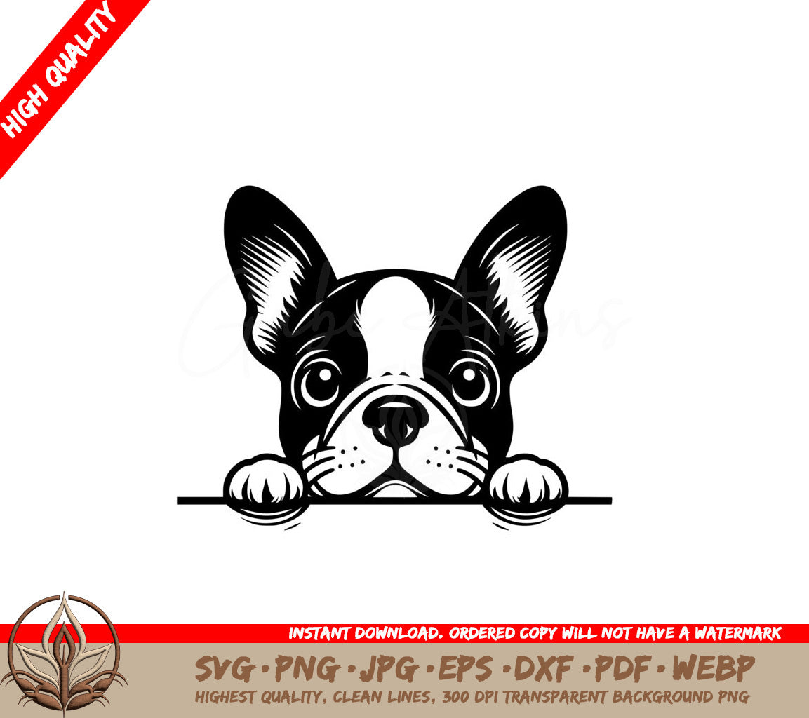 Boston Terrier Peeking SVG - Digital Product for Flexibility