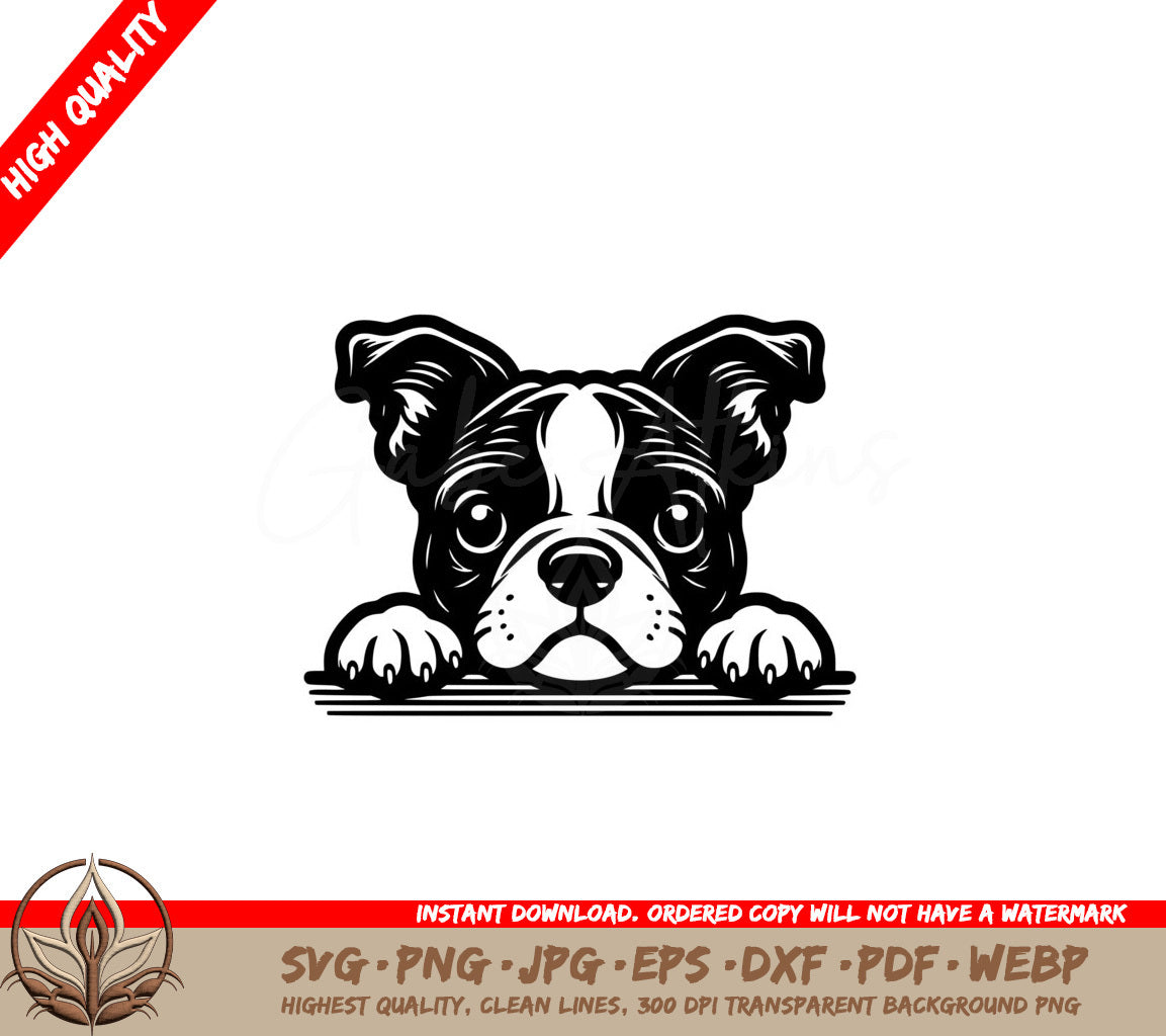 Boston Terrier Peering Playfully SVG
