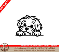 Adorable Havanese SVG 
