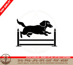 Agile Dachshund
