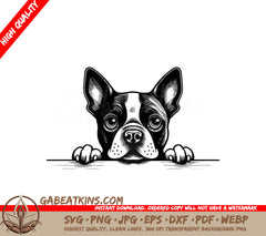 Boston Terrier Peeking Over Wall SVG -  Drawing SVG